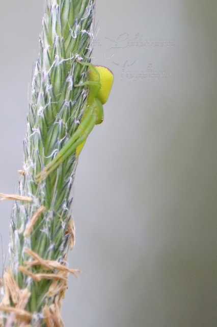 Ebrechtella tricuspidata - alakoskodó karolópók