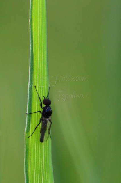 Bibionidae - bársonylegyek
