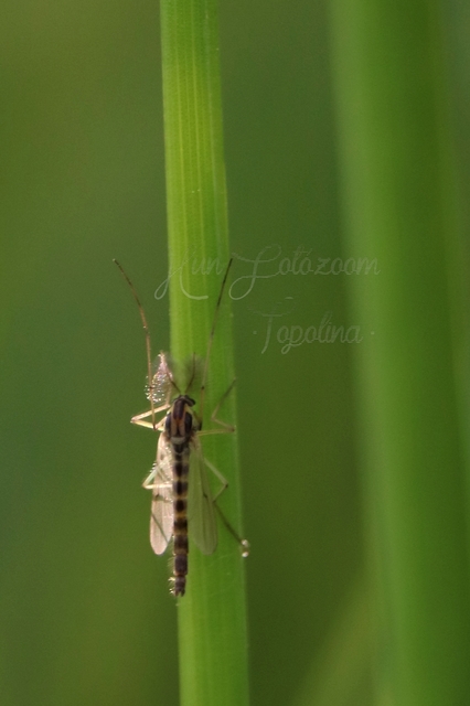Chironomidae - árvaszúnyogok