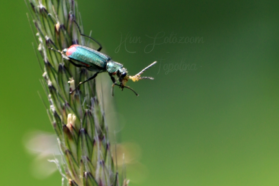 Malachius bipustulatus - kétfoltos bibircsesbogár