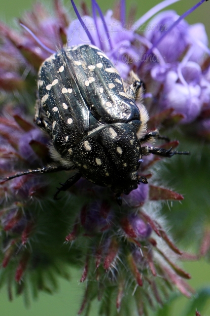 Oxythyrea funesta - sokpettyes virágbogár