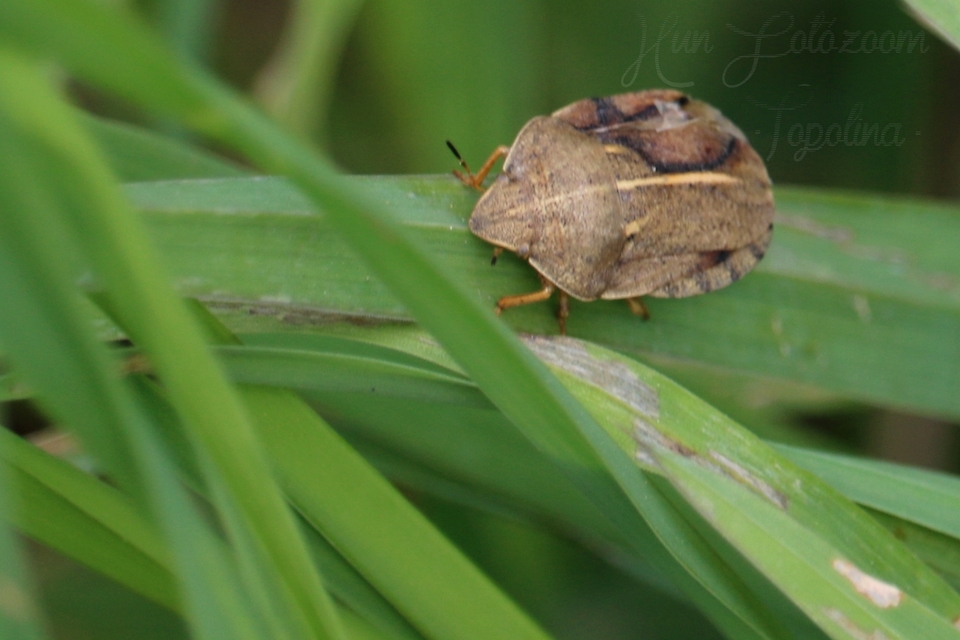 Eurygaster austriaca - osztrákpoloska Eurygaster austriaca - osztrákpoloska
