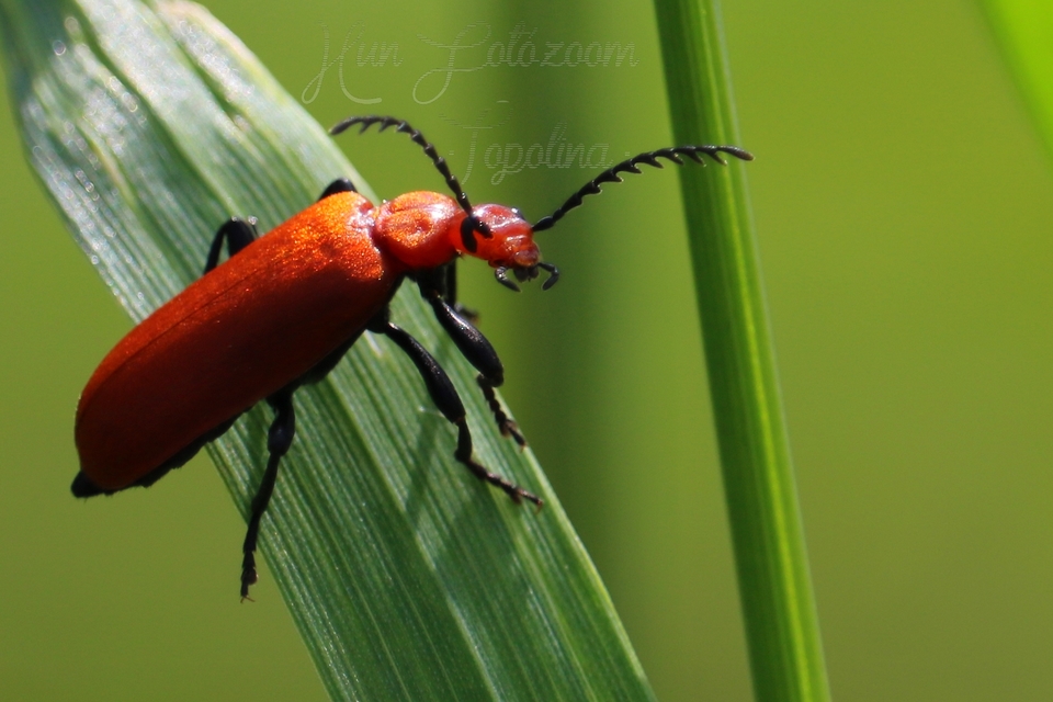 Pyrochroa serraticornis - közép-bíborbogár