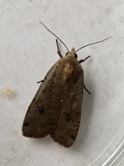 Noctua pronuba - nagy sárgafűbagoly