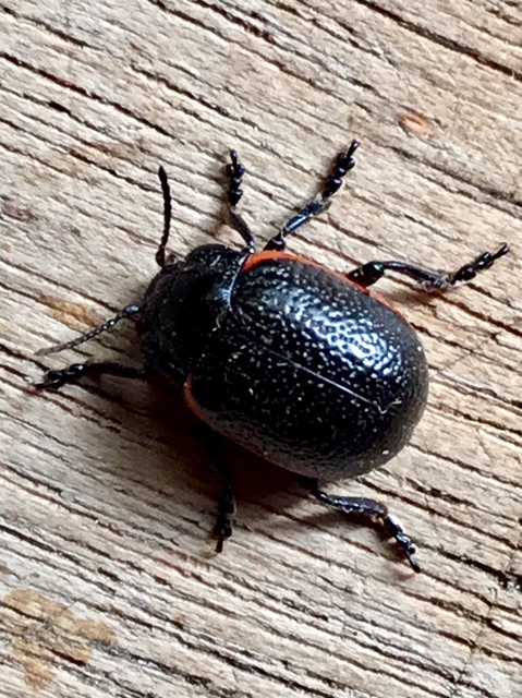 Chrysolina kuesteri - ráncos szegélyeslevelész