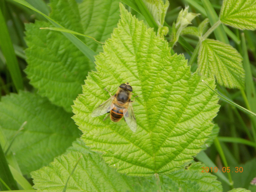 Eristalis tenax - közönséges herelégy