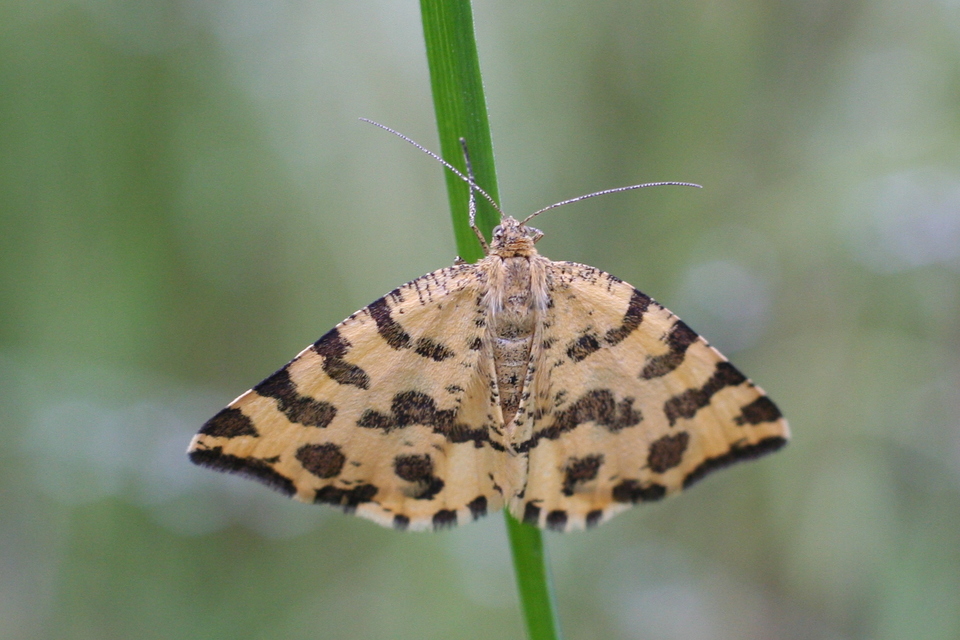 Pseudopanthera macularia - párducfoltos araszoló