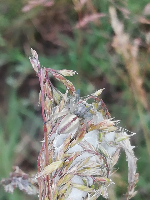 Cheiracanthium erraticum - csíkos dajkapók