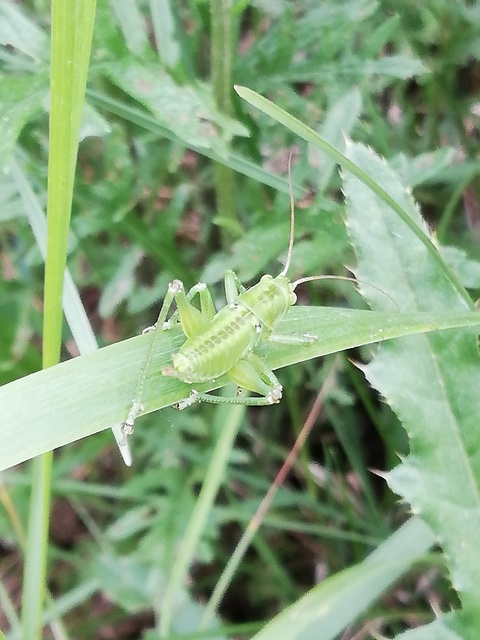 Tettigonia