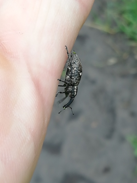 Lepyrus palustris - kétpettyes fűzormányos