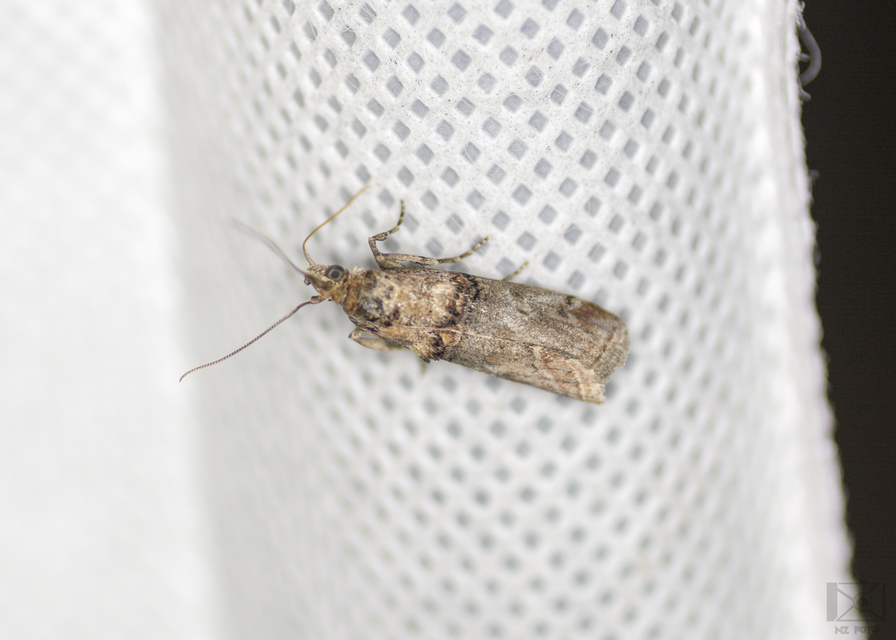 Trachonitis cristella - bokorrágó karcsúmoly