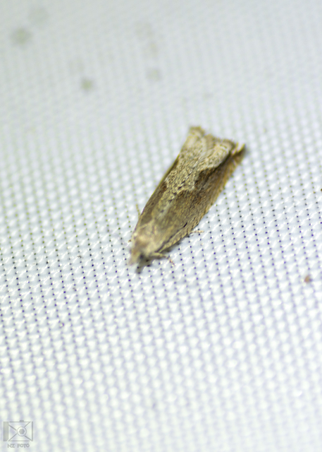 Ancylis