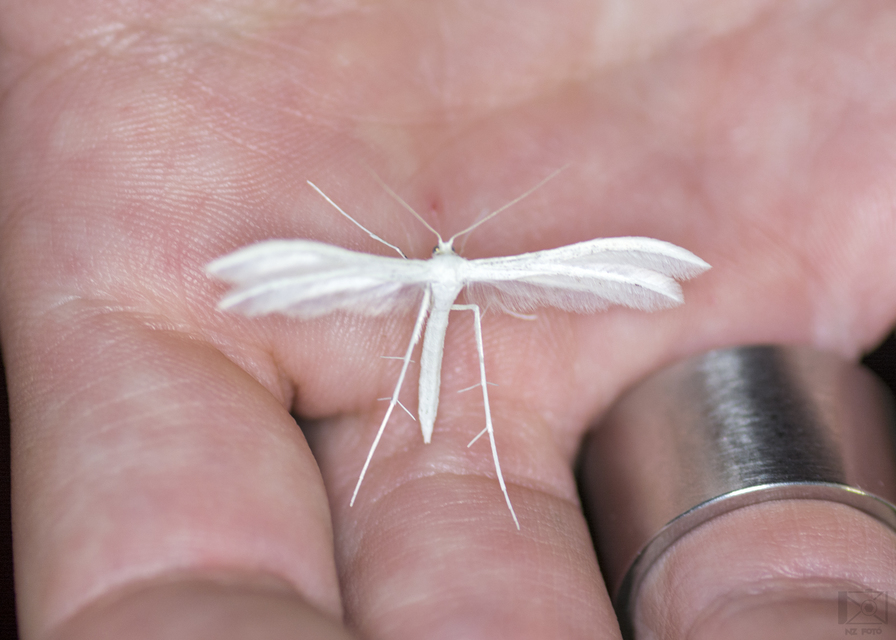 Pterophorus pentadactyla - fehér tollasmoly