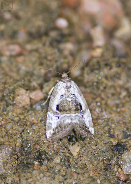 Hapalotis venustula - rózsaszínű mázasbagoly