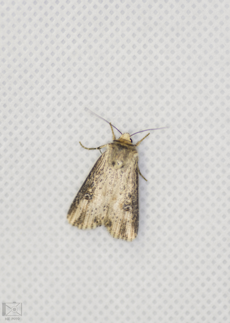 Axylia putris - vonalkás földibagoly
