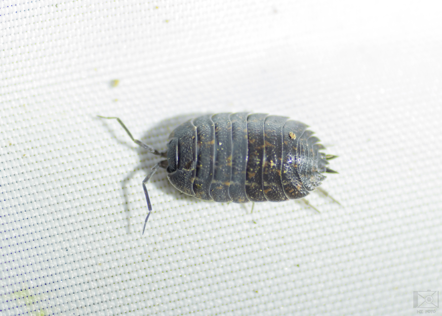Trachelipus