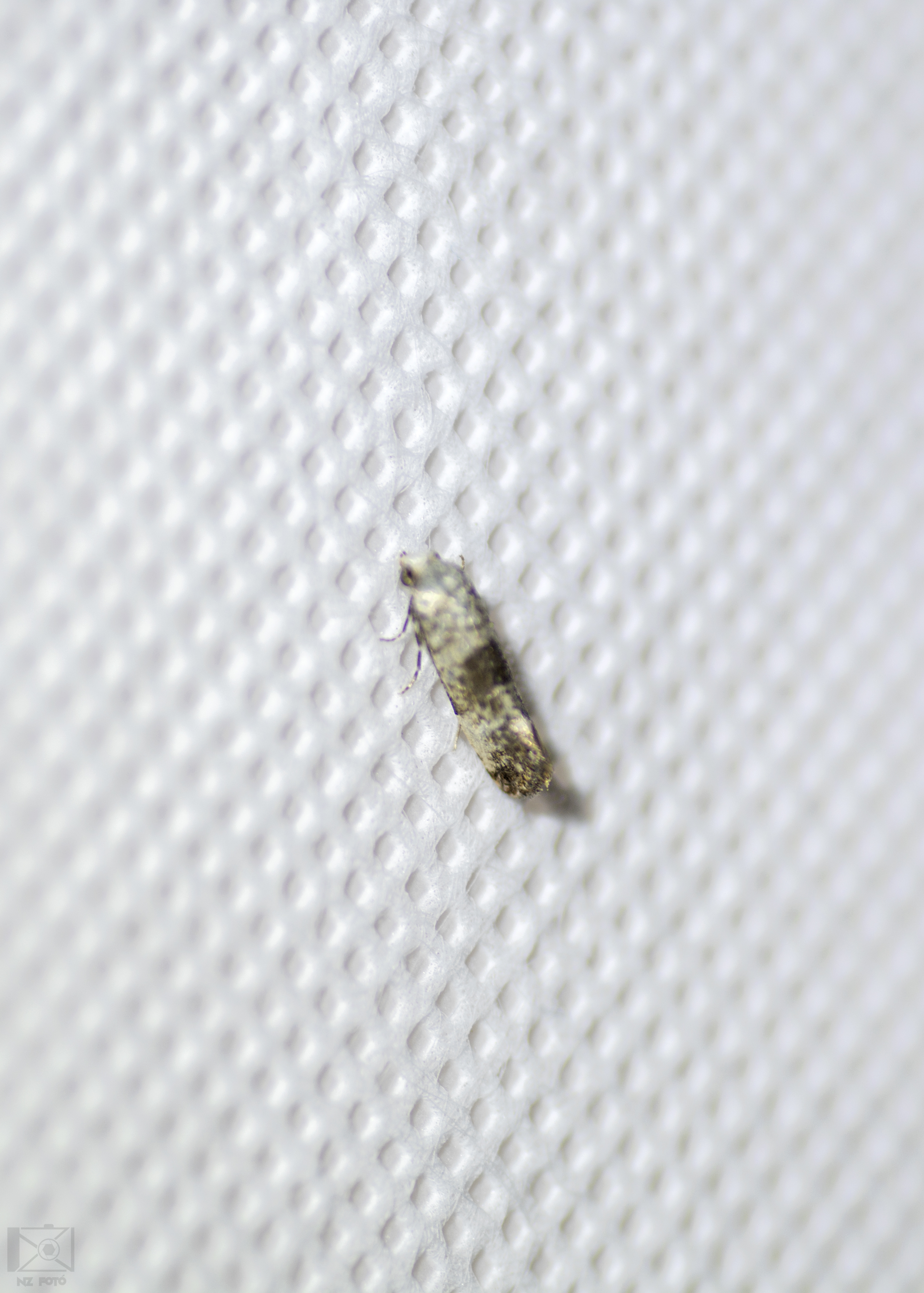 Cochylis