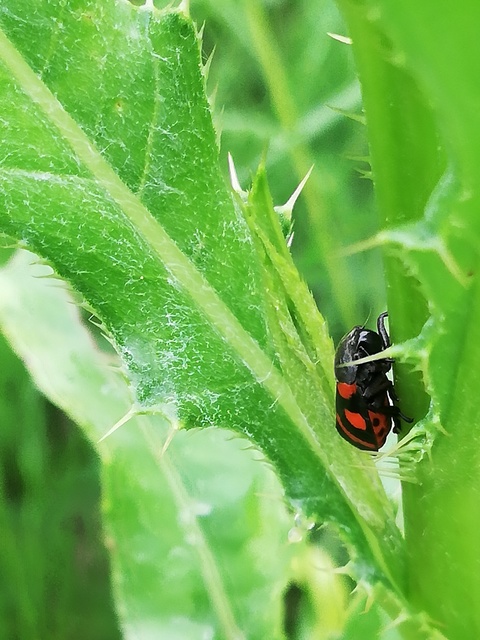 Cercopis sanguinolenta