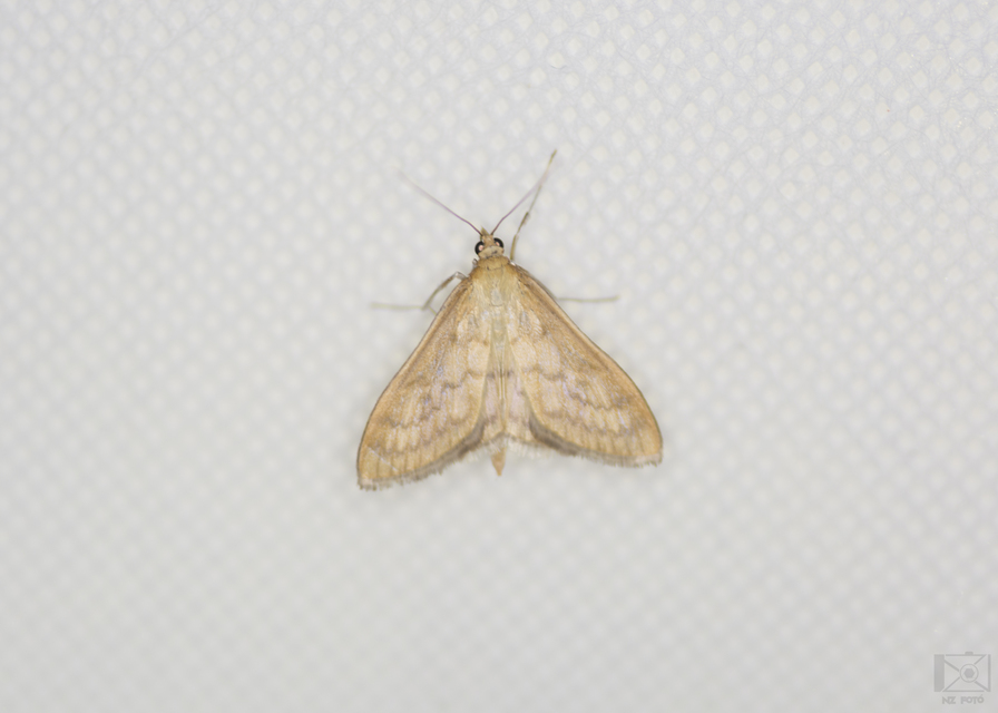 Patania ruralis - csalánevő tűzmoly