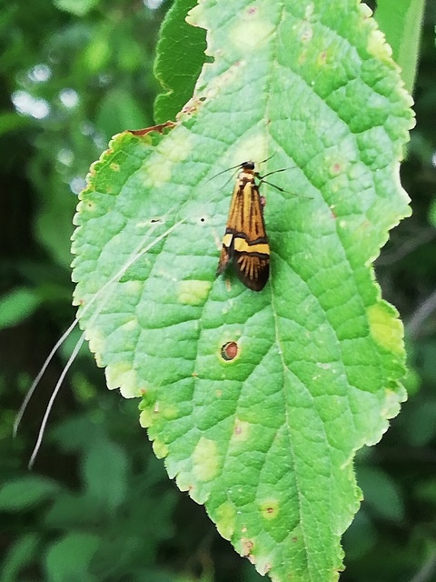 Nemophora degeerella - pompás tőrösmoly