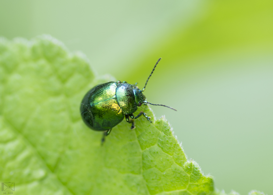 Chrysolina herbacea - zöld mentalevelész