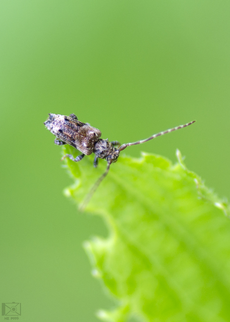 Pogonocherus hispidus - kéttövises ecsetcincér