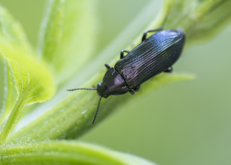 Melandrya caraboides - fémkék komorka