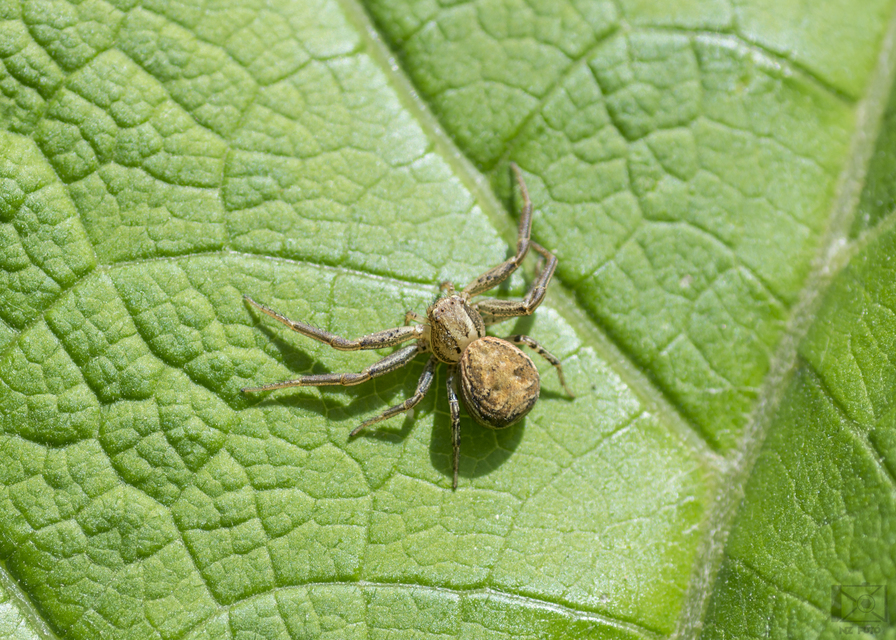Xysticus kochi - közönséges karolópók