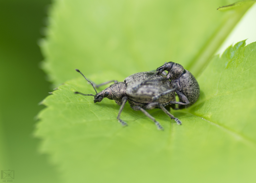 Liophloeus