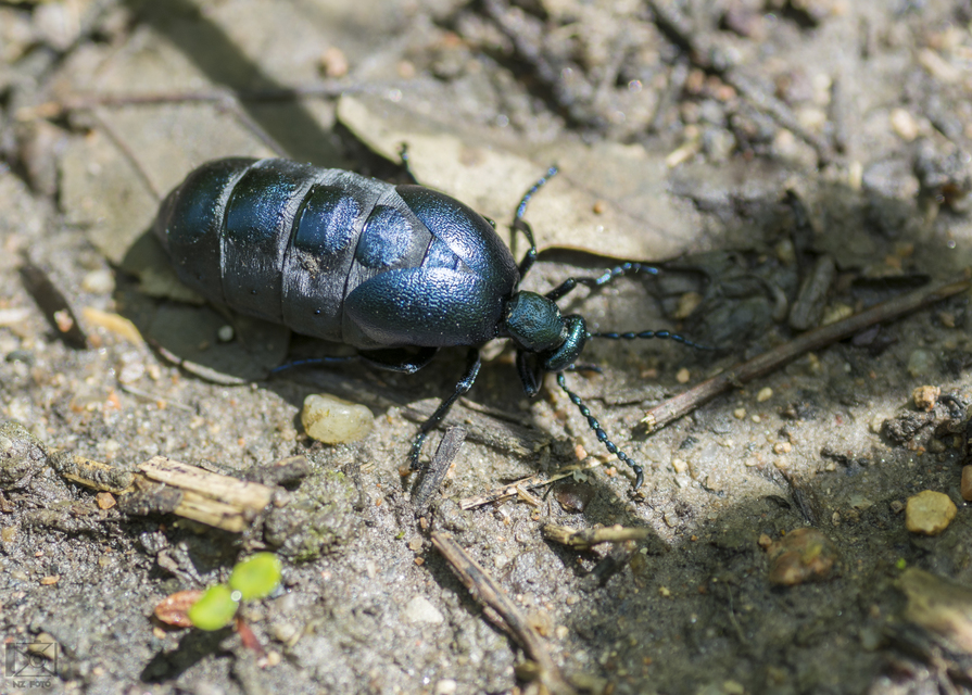 Meloe violaceus - kék nünüke