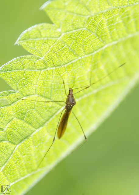 Metatropis rufescens - varázslófű-szúnyogpoloska