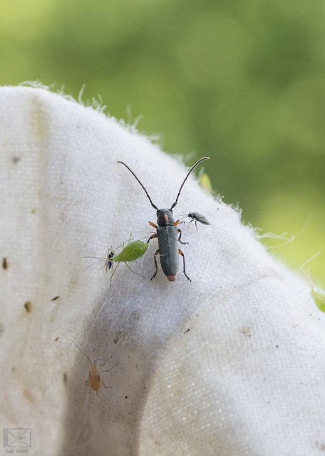 Phytoecia pustulata - parányi fűcincér