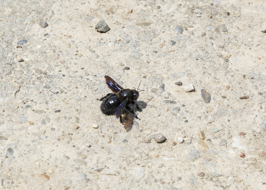 Xylocopa violacea - kék fadongó