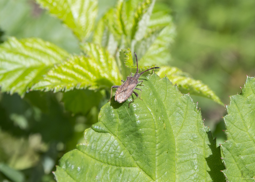 Coriomeris