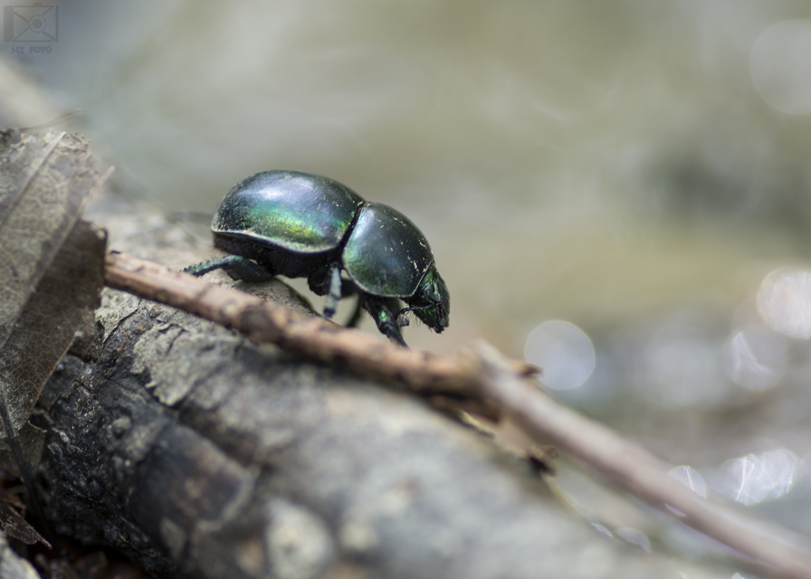 Trypocopris vernalis - tavaszi álganéjtúró