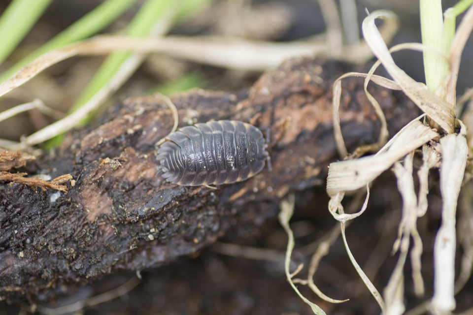 Trachelipus ratzeburgii - lebenyes ászka