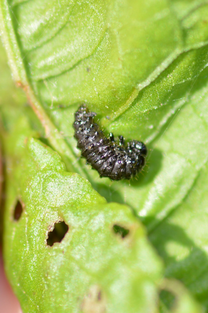 Gastrophysa viridula - sóska-levélbogár Gastrophysa viridula - sóska-levélbogár