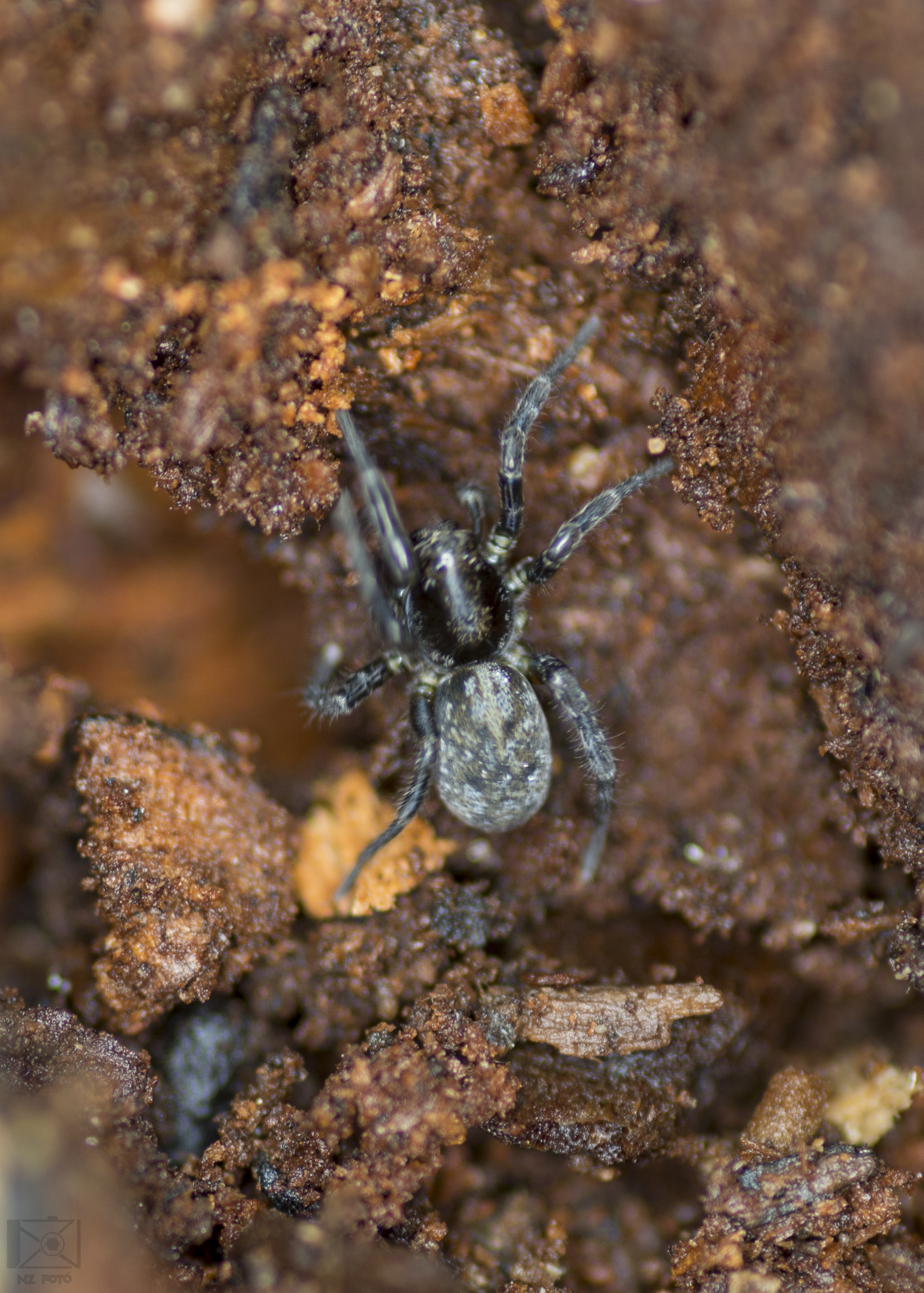 Arctosa leopardus