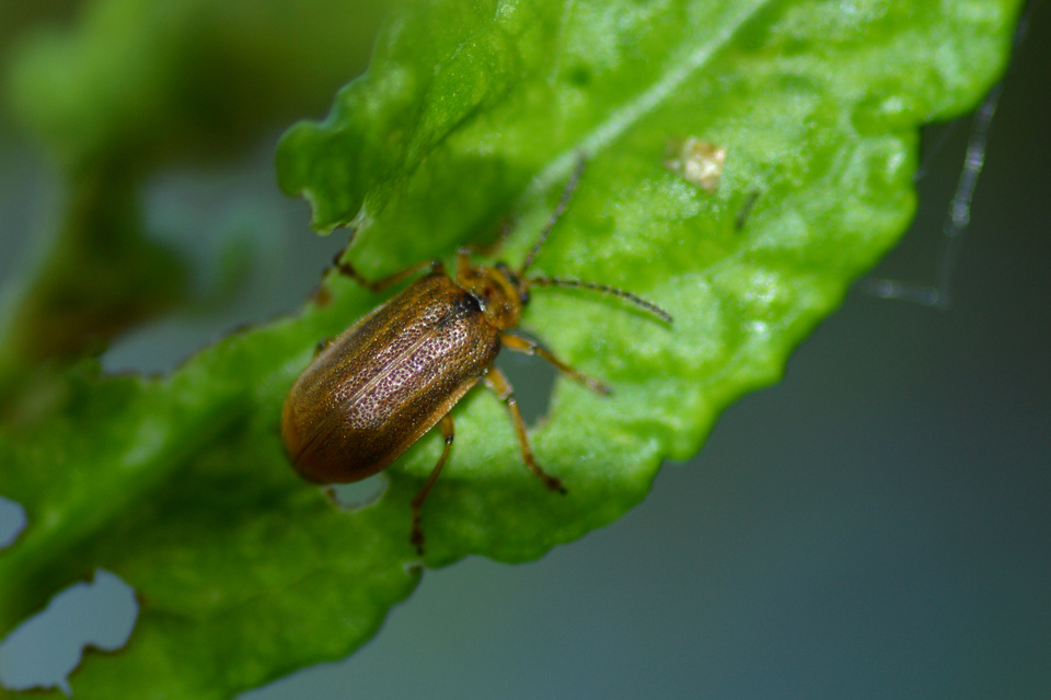 Galerucella