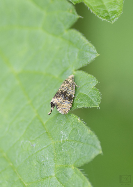 Celypha lacunana - vízparti tükrösmoly