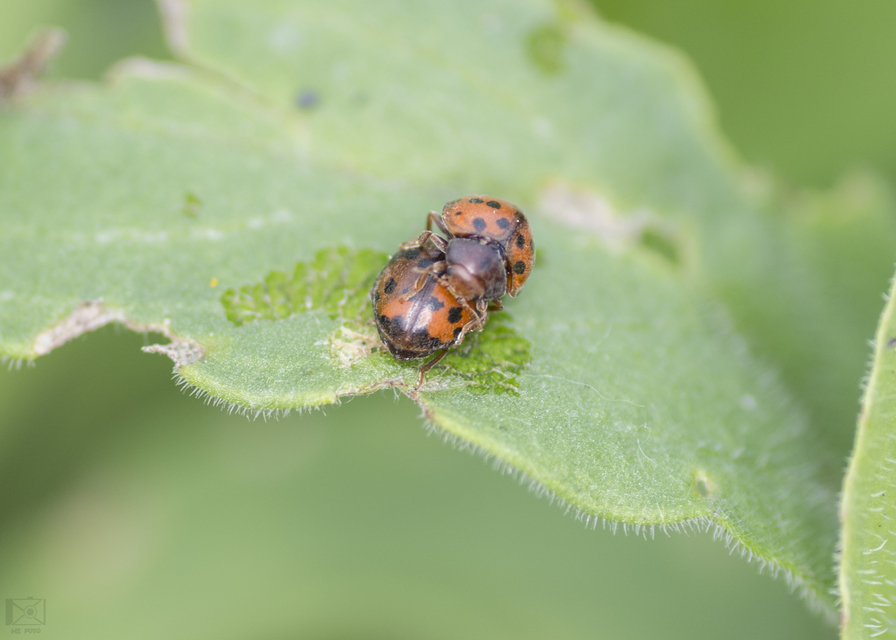 Subcoccinella vigintiquatuorpunctata - lucernaböde