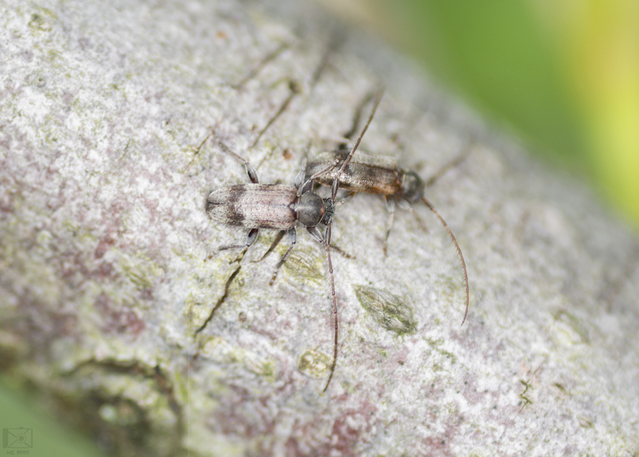 Exocentrus lusitanus - hársfa-rőzsecincér