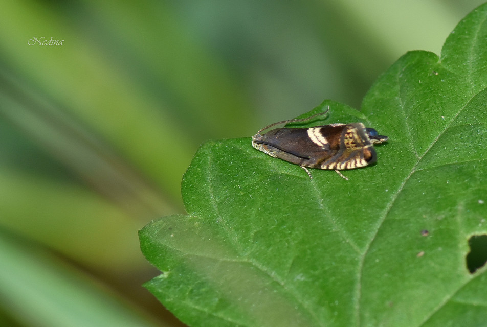 Grapholita