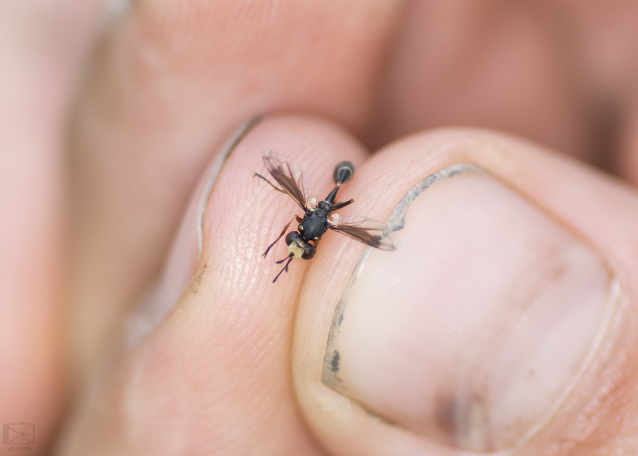 Physocephala