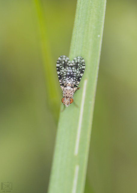 Trypetoptera punctulata - pirosszemű szarvaslégy