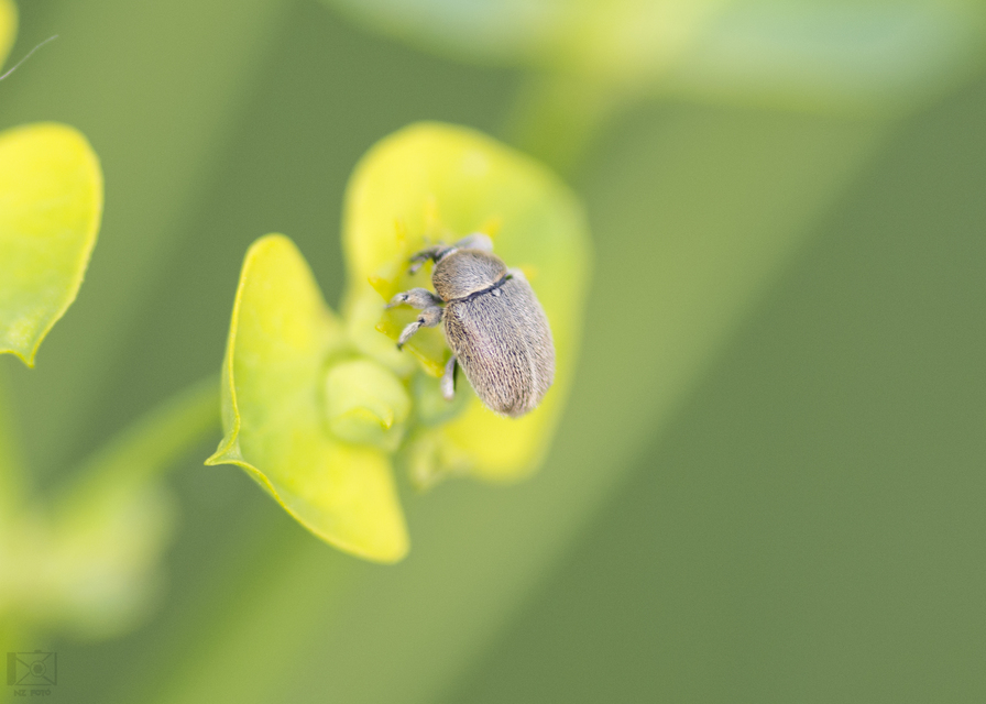 Rhinusa tetra - magtoklakó ökörfarkkóró-ormányos