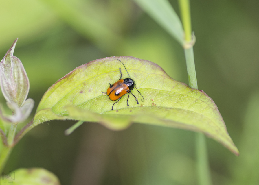 Cryptocephalus bipunctatus - kétpettyes zömökbogár