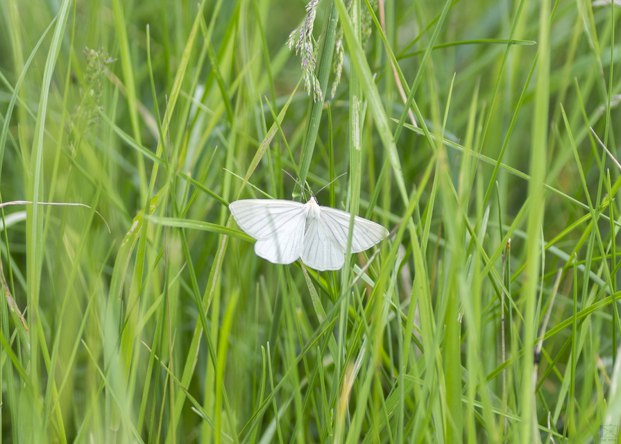Siona lineata - vonalas fehéraraszoló