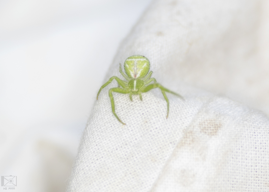 Heriaeus