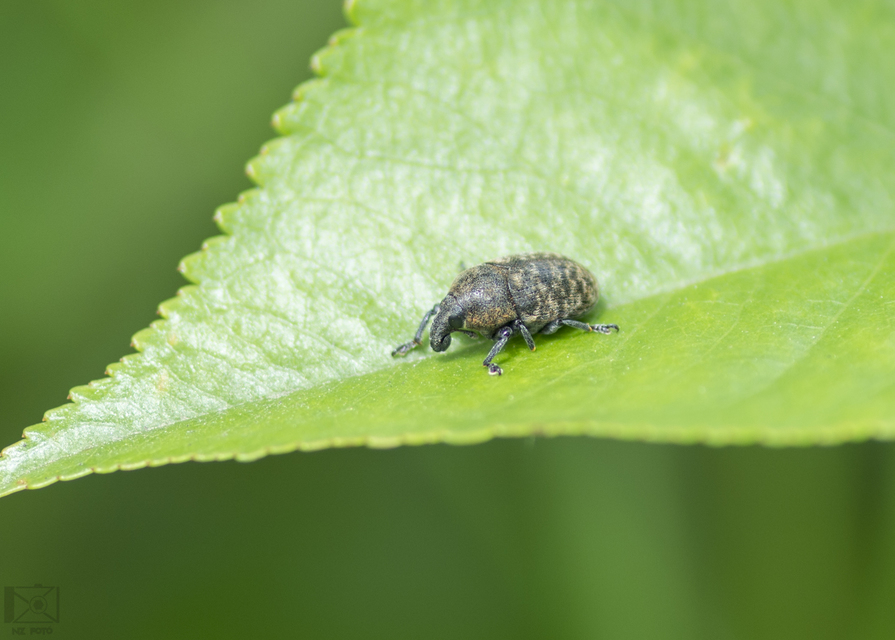 Larinus obtusus - imola-púderbarkó